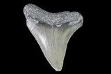 Juvenile Megalodon Tooth - Georgia #83615-1